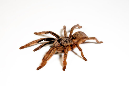 Tarantula // Vogelspinne (Augacephalus ezendami)