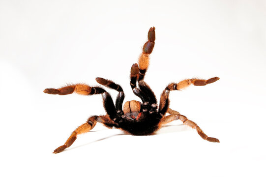 Tarantula // Vogelspinne (Augacephalus ezendami)