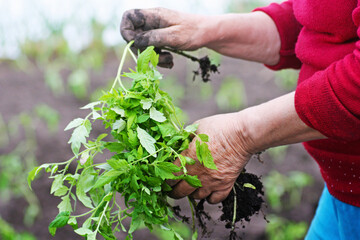  Tomato seedlings are held by an elderly woman with dirty hands. - 757791709