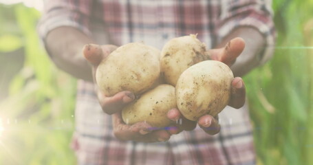 Spot of light against mid section of african american man holding potatoes in the garden