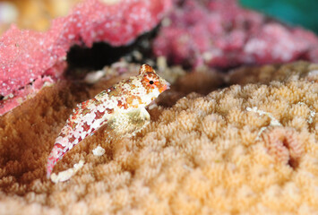 ミヤケテグリ　久米島