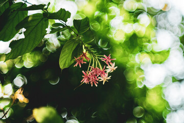 Combretum indicum flower are blooming and green leaf at summer,rangoon creeper, and combretum...