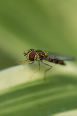 Macro photograph of a Hover Fly sitting on a leaf