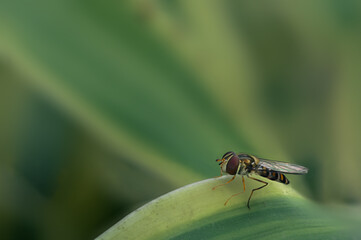 Macro photograph of a Hover Fly sitting on a leaf