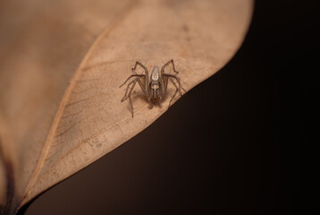macro photograph of a Stripped Lynx Spider