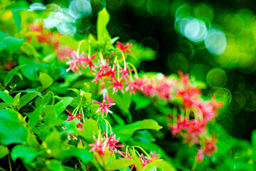 Combretum indicum flower are blooming and green leaf at summer,rangoon creeper, and combretum indicum is a vine with red flower clusters and is found in asia,