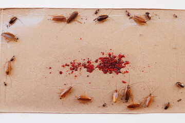 pest control treatment, german cockroach trapped on a sticky paper sheet