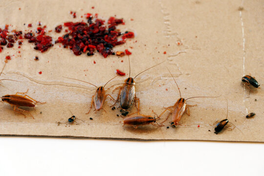 pest control treatment, german cockroach trapped on a sticky paper sheet