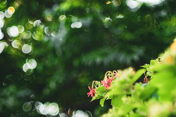 Combretum indicum flower are blooming and green leaf at summer,rangoon creeper, and combretum...