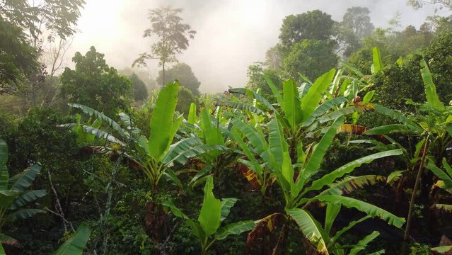 Tropical Banana Trees Near Amazon Mountains Of Rionegro In Antioquia, Colombia. Aerial Drone Shot