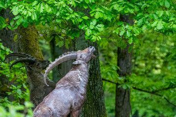 Wild Goat amidst Forest Greenery