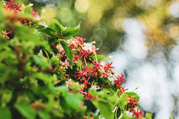 Combretum indicum flower are blooming and green leaf at summer,rangoon creeper, and combretum...