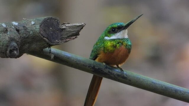 Jacamar Bird Turns from Rear to Front Side of Body on Branch, Close Up