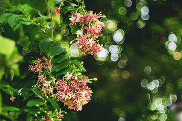 Combretum indicum flower are blooming and green leaf at summer,rangoon creeper, and combretum indicum is a vine with red flower clusters and is found in asia,