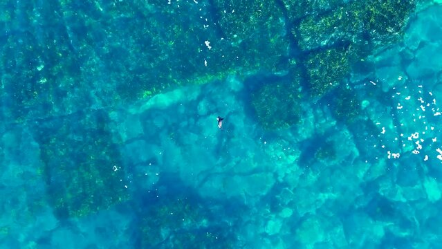 Drone aerial view Australian brown seal sea lion animal floating swimming Maroubra beach crystal clear reef ocean Bondi Sydney travel tourism