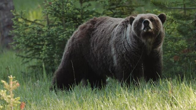 A large brown grizzly bear is seen standing in a lush green forest, surrounded by tall trees and ferns. The bear is massive, with fur that blends seamlessly with the forest floor.