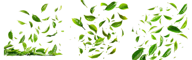 Collection of PNG. Fresh green tea leaves falling isolated on a transparent background.