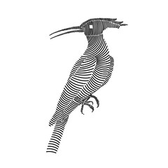 Simple line art illustration of a hoopoe 1 © ydhckll