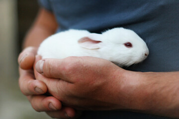 A small white fluffy rabbit. - 757799999