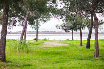 Pine trees along the shore of the lake in the park
