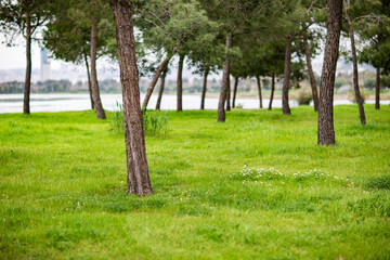 Park with green grass, trees and lake in the background. Selective focus.