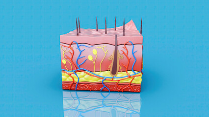 Abstract illustration of the skin layers
