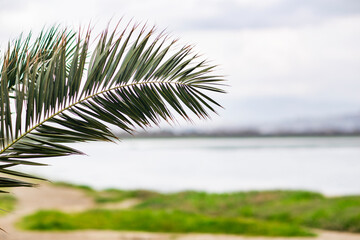 Green palm leaf on the background of the sea at cloudy weather. Selective focus. copy space