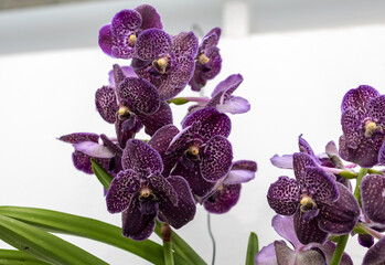 Close up of beauty purple orchid flower