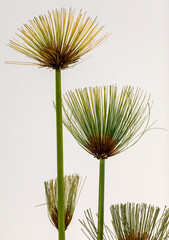 Egyptian papyrus. (Cyperus papyrus L.) on white background