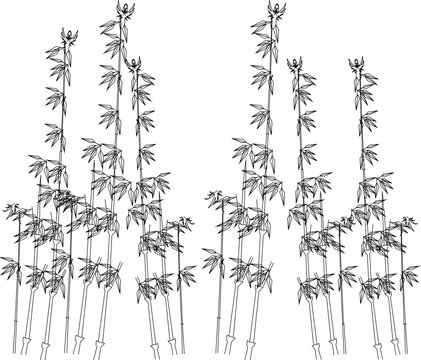 Vector sketch illustration of the design of a collection of bamboo trees for completeness of the image
