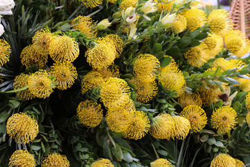 yellow flower of Pincushions or Leucospermum condifolium.