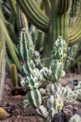 Close up of succulent green cactus at botanical garden