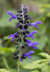 Salvia guaranitica flowers. Lamiaceae perennial plant native to South America. Dark blue lip-shaped flowers bloom from early summer to late autumn