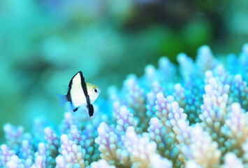 可愛い幼魚　フタスジリュウキュウスズメダイ　久米島