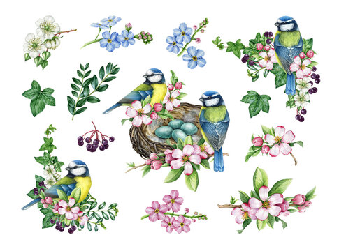Spring decor set with garden birds, flowers. Watercolor vintage style illustration. Hand drawn blue-tit bird, nest, garden flowers elements. Spring season cozy painted collection. White background