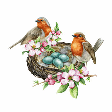 Birds on the nest vintage style decor element. Watercolor illustration. Hand drawn robins on the nest with egg laying, spring garden flowers, green leaves. Springtime decoration. White background