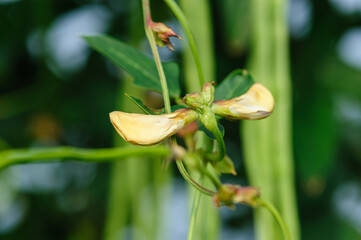 Long bean plants in growth at vegetable field