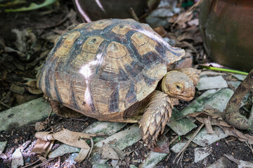 Sulcata tortoise, African spurred tortoise.