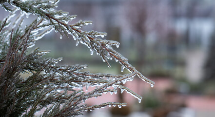 Icy Elegance: Hoarfrost Adorning the Spruce Bough
