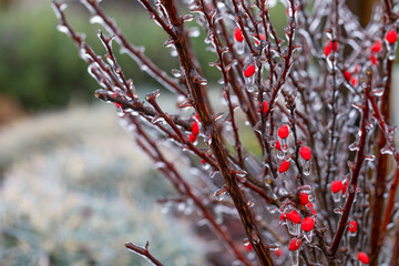 Frozen Treasures: Barberry Berries Frosted in a Winter Wonderland