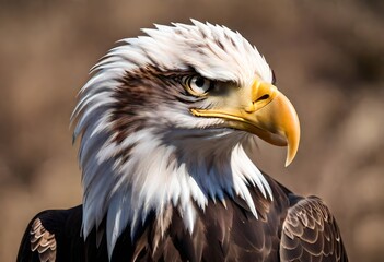 Obraz premium portrait of a eagle on a branch