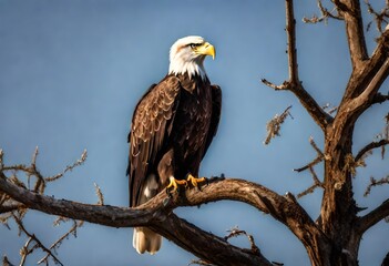 american bald eagle