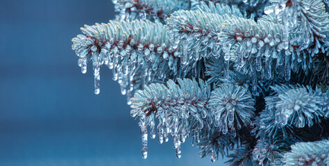 Winter Wonder: Frost Adorns the Branches of the Christmas Tree