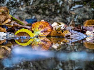 After the Rain. Autumn and winter leaves in various earthy tones are reflected in the water of a small pond....