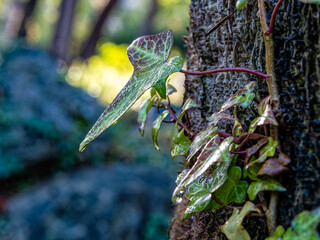 A common name of Ivy is Lovestone because of its tendency to grow over bricks and stones. Here is perched on a tree near the forest clearing. ..