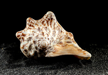 Strombus raninus seashell on a dark background