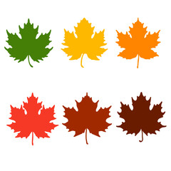 maple leaves isolated on white	