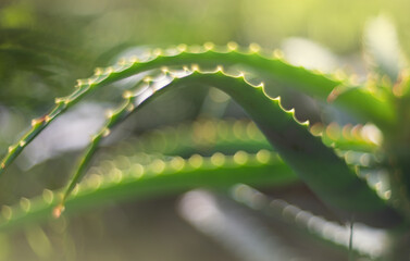 Aloe Vera plant leaves macro closeup. Shallow DOF. - 757810719