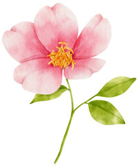 Pink rose flowers watercolor illustration