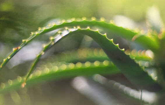 Aloe Vera plant leaves macro closeup. Shallow DOF.